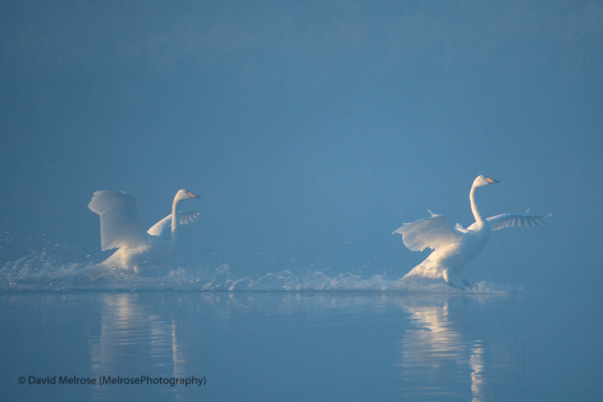 wildlife/DM-201800111-Web Size.jpg